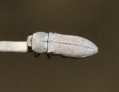 Acmaeodera barri