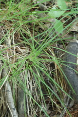 Carex pediformis
