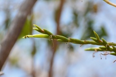 Tillandsia elusiva