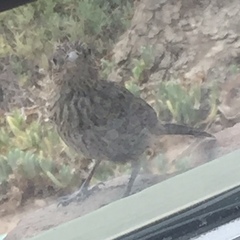 Haemorhous mexicanus