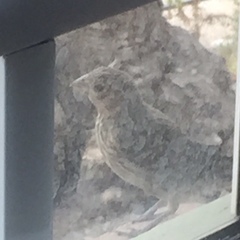 Haemorhous mexicanus