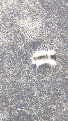 Lophocampa caryae