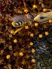 Dianthidium curvatum