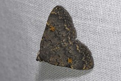 Idia diminuendis