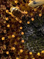 Dianthidium curvatum