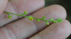 Agrimonia rostellata