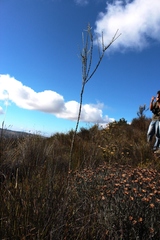 Aspalathus altissima