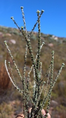 Aspalathus altissima