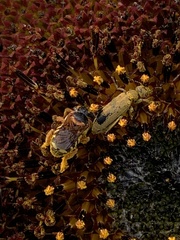 Dianthidium curvatum