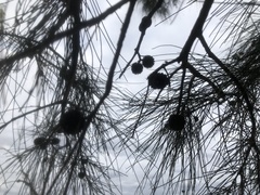 Casuarina cristata