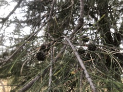 Casuarina cristata