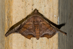 Episparis tortuosalis