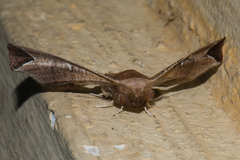 Episparis tortuosalis