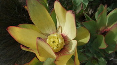 Leucadendron tinctum