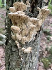 Irpiciporus