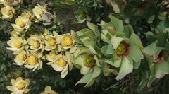Leucadendron tinctum