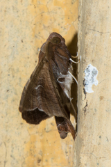 Episparis tortuosalis