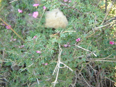 Indigofera nigromontana