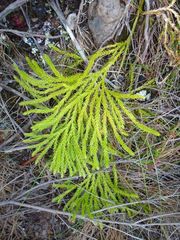 Lycopodium zanclophyllum