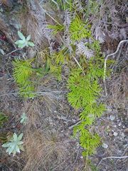 Lycopodium zanclophyllum