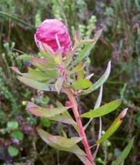 Leucadendron conicum
