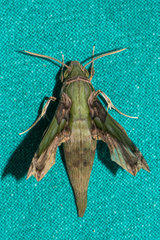 Eupanacra busiris