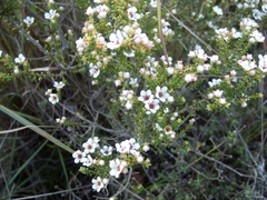 Diosma passerinoides