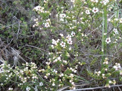 Diosma passerinoides