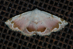 Eublemma roseonivea