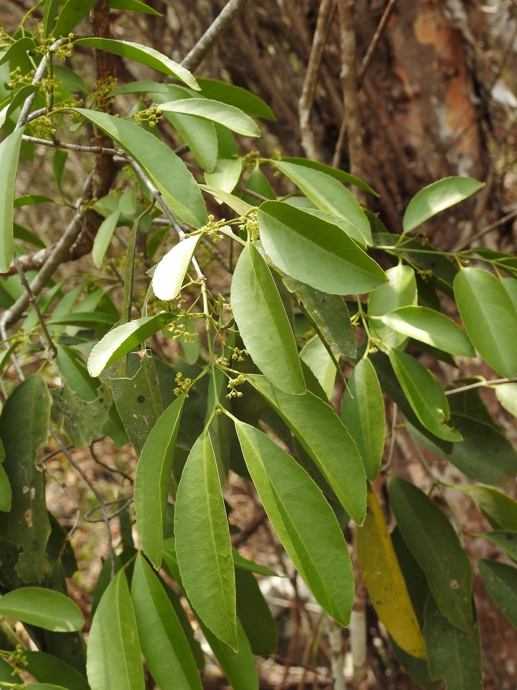 Pristimera celastroides