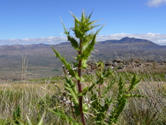 Berkheya carlinifolia