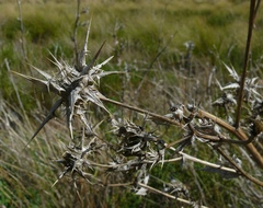 Berkheya carlinifolia