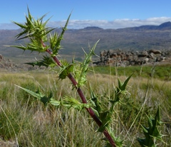 Berkheya carlinifolia