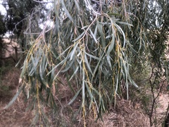 Acacia pendula