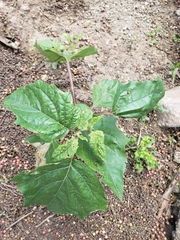 Datura ferox