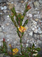 Penaea acutifolia