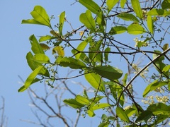 Semialarium mexicanum