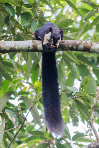 Black Giant Squirrel, photo 5 of 10