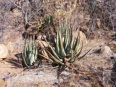 Aloe cryptopoda