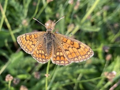 Melitaea parthenoides