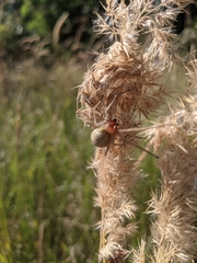 Cheiracanthium punctorium