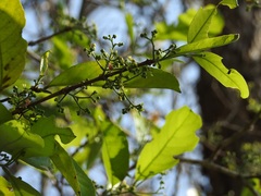 Semialarium mexicanum