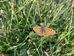 Melitaea parthenoides