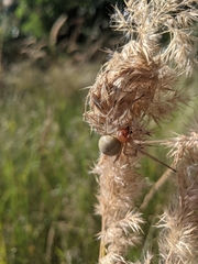 Cheiracanthium punctorium