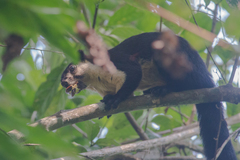 Ratufa bicolor