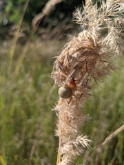 Cheiracanthium punctorium