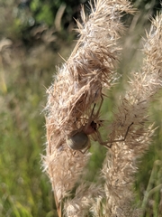 Cheiracanthium punctorium