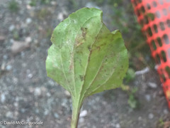 Phytomyza plantaginis