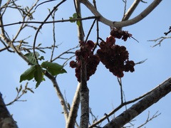 Combretum fruticosum