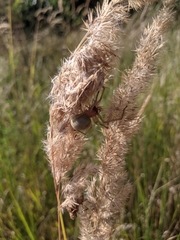 Cheiracanthium punctorium
